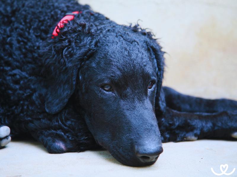 Plemeno-curly-coated-retrivr (8)